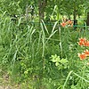 Кургак Наталья Михайловна