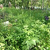 Карабут Валентина Павловна