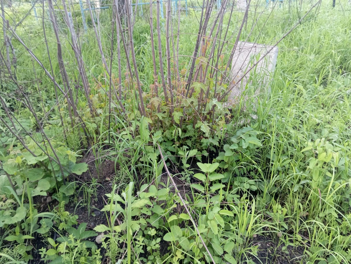 Гаврилкина Зинаида Александровна