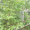 Гутая Ксения Степановна