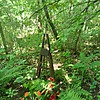 Лищук Мария Даниловна