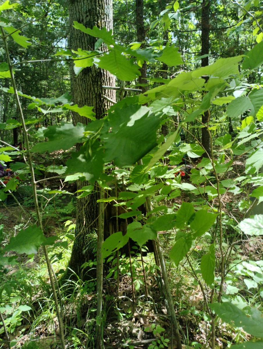 Неизвестно Неизвестно Неизвестно