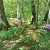 Фефелова Агафья Емельяновна