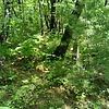 Пономарчук Мария Ульяновна