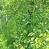 Корнюшин Александр Илларионович