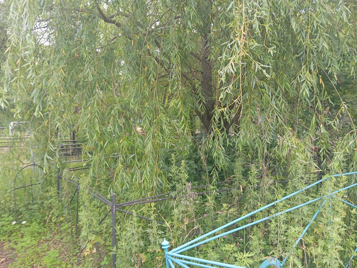 354c9558-b040-439d-99c4-0172f58d6986 Гончар Виктор Иосифович
