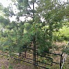 Силантьева Анна Фадеевна