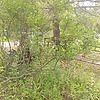 Глызина Елена Васильевна