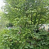 Кистык Матрена Михайловна