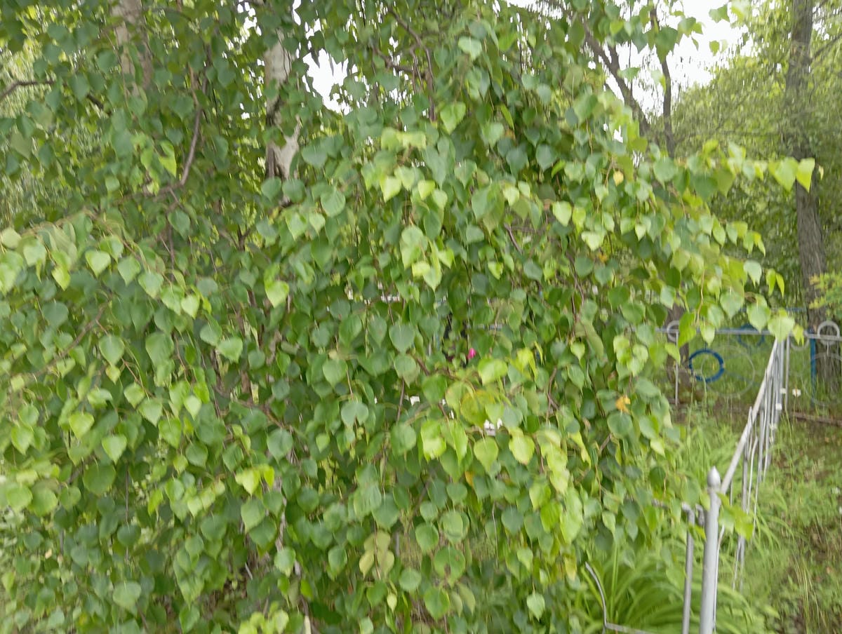 Шмырев Владимир Сергеевич