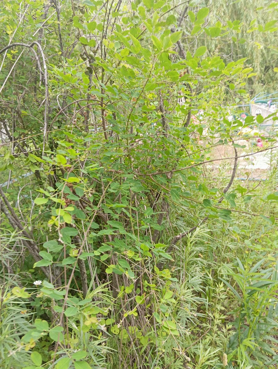 cf24c1d0-2ab5-4c5f-a367-c9a70d41047c Долматов Иван Иванович