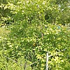 Корнюшин Александр Илларионович
