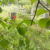 Мацало Антонина Яковлевна