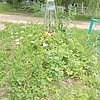 Безрукова Ефимия Андреевна