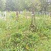 Мережко Ефросиния Неизвестно