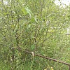 Нестерова Анна Михайловна