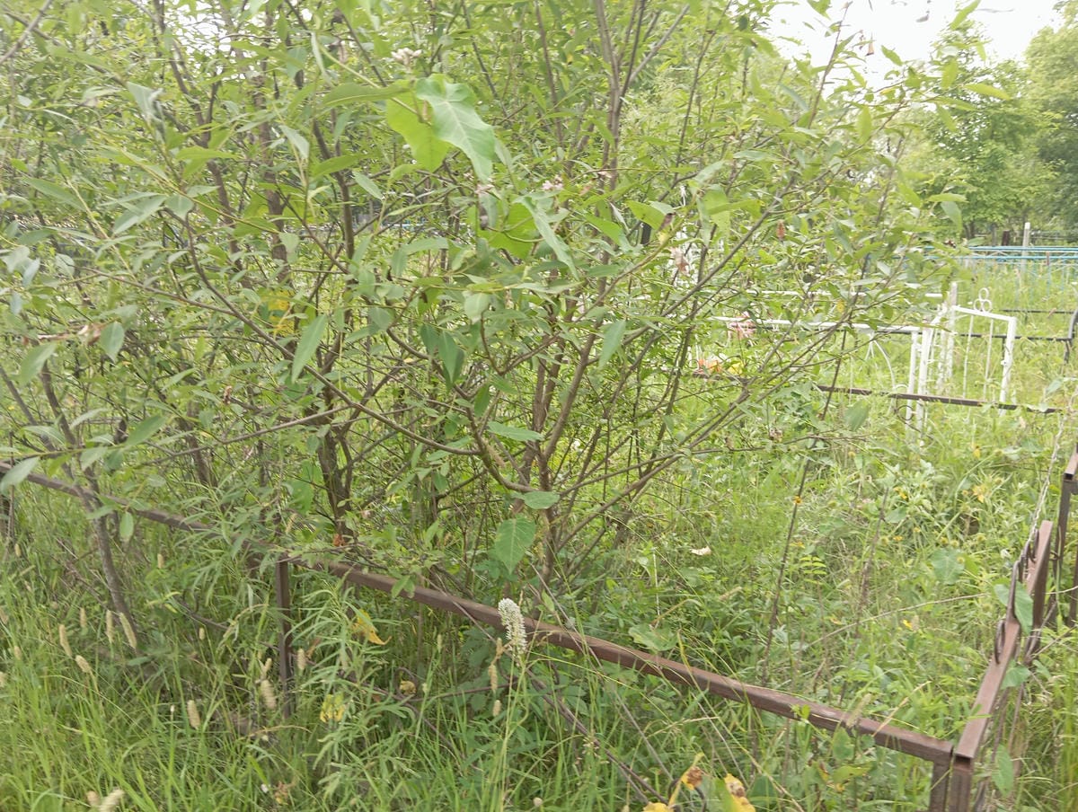 fc44315e-4a27-4ba7-9a8e-8539bc6ccab2 Нестерова Анна Михайловна