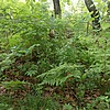 Васильев Платон Кириллович