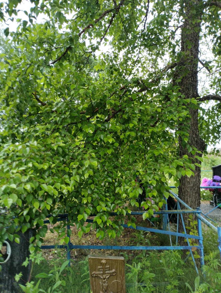 Валянская Мария Алексеевна