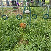 Панарина Пелагея Ивановна