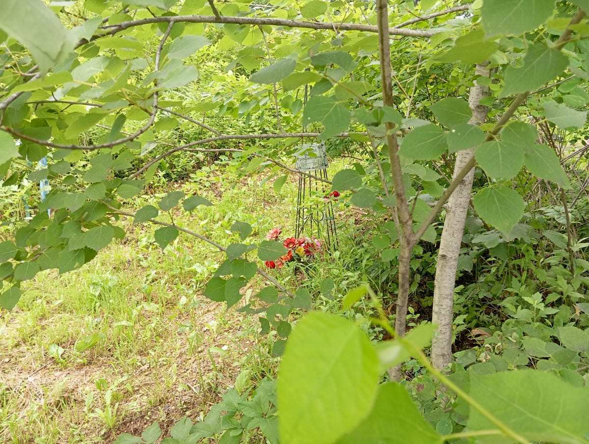 1a45ee0a-744c-4dc0-98e2-d798b25f62b1 Заброда Вера Трофимовна