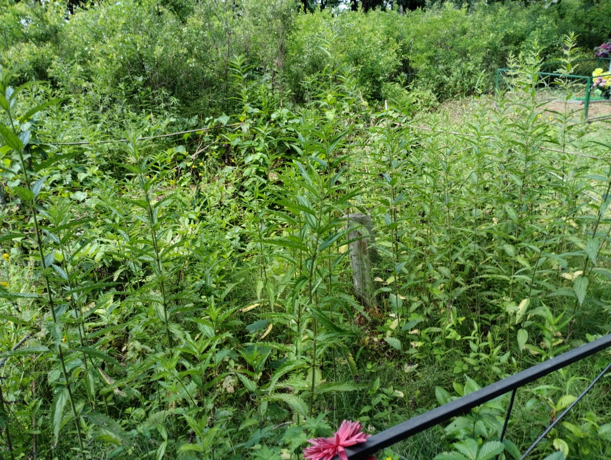 2614ec8f-e0ea-43fa-8e18-63b8bd00b168 Полищук Галина Иннокентьевна