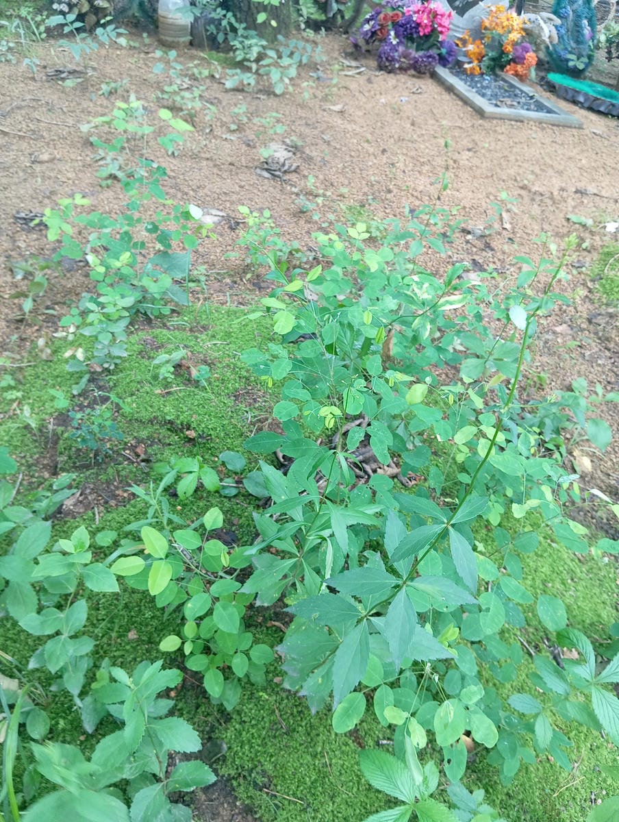 547db0f5-33de-4263-80dc-7e63b0f59ec0 Неизвестно Неизвестно Неизвестно