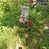 Писаревских Александра Ивановна