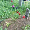 Гусев Юрий Георгиевич