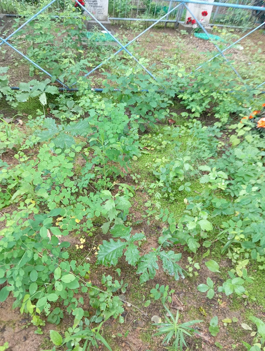 613557ad-6787-4476-a957-0125676a735e Неизвестно Неизвестно Неизвестно