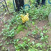 Неизвестно Неизвестно Неизвестно