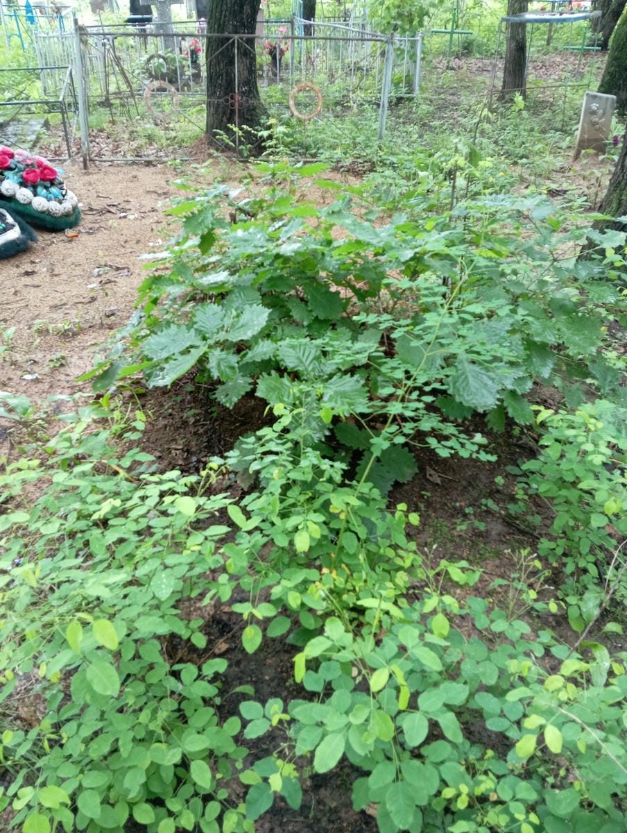 b9a9ed7a-d74f-4198-b94a-d59116a2a4f8 Неизвестно Неизвестно Неизвестно