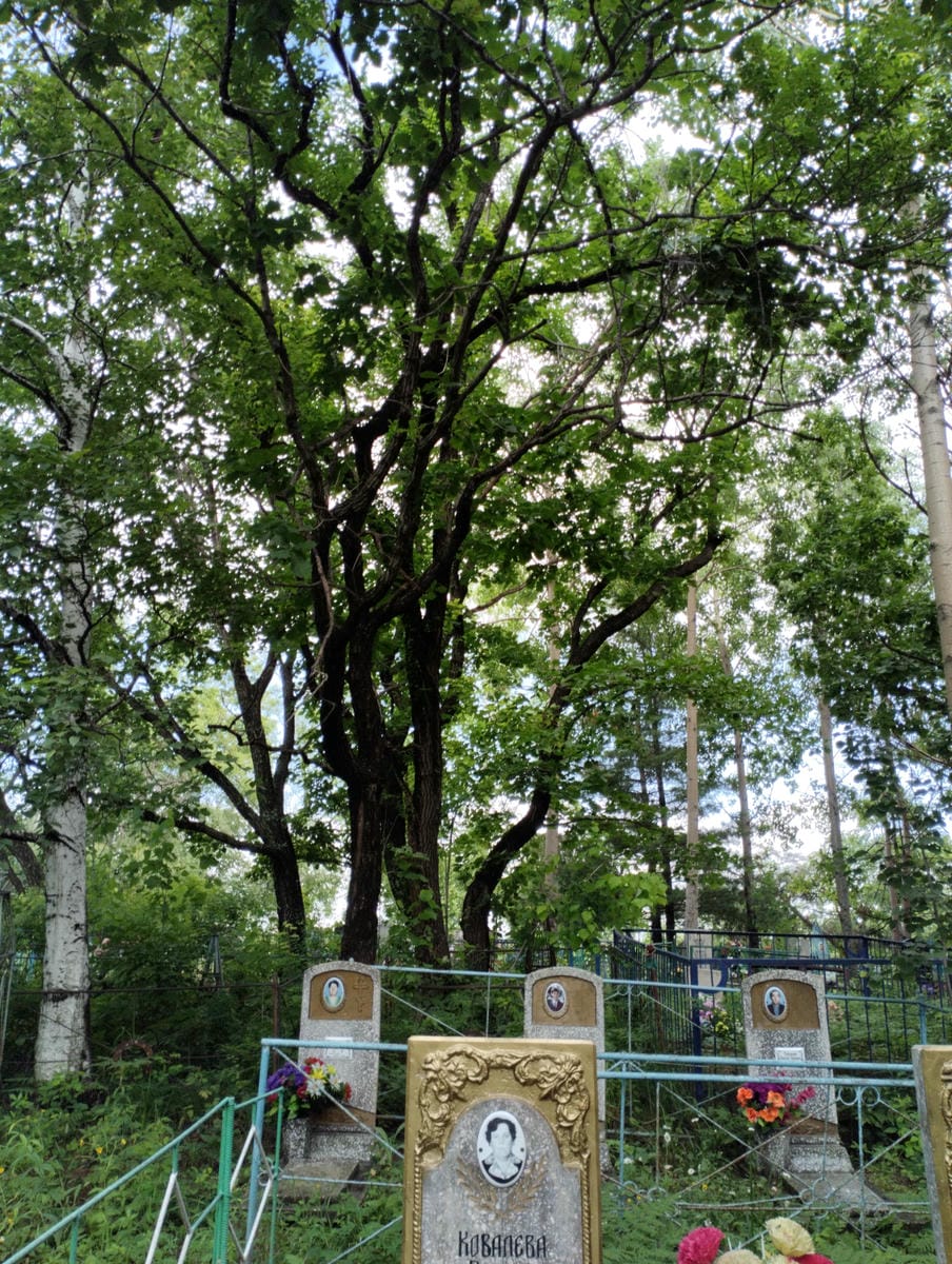 d6ed852f-d4c6-4a50-90b2-fbb4aec401c6 Ковалева Галина Васильевна