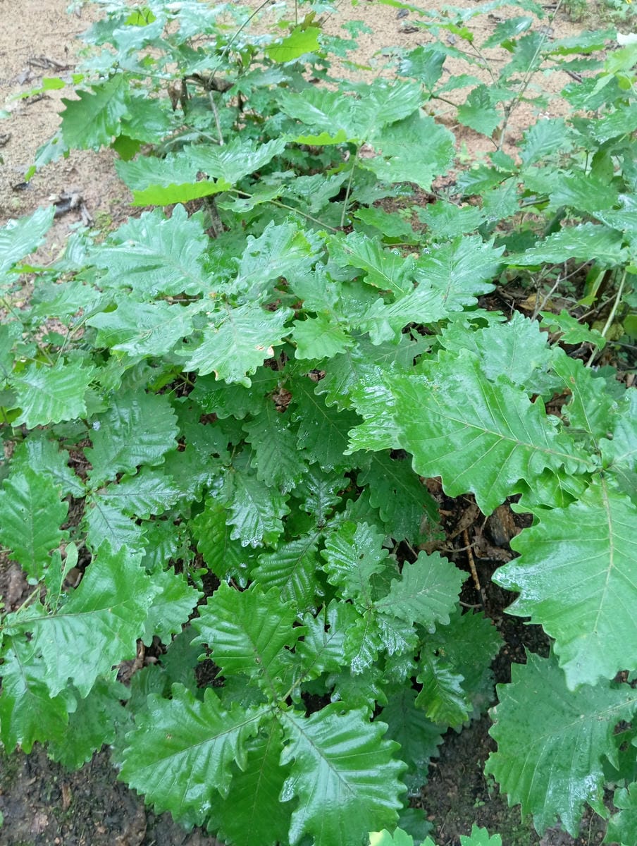 f0a2a55b-1fcc-4ea8-b5eb-f0215c4cc2d0 Неизвестно Неизвестно Неизвестно