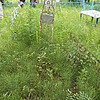 Клименко Анастасия Кирилловна