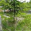 Ткаченко Людмила Викторовна