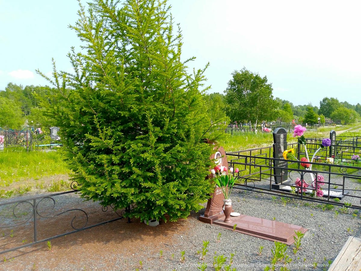 28406eaa-05c5-4126-9117-5551793bf3bb Шевякова Лариса Владимиронва