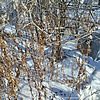 Цыганков Александр Михайлович