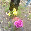 Дмитриева Вера Егоровна