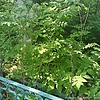 Печуркина Мария Ивановна