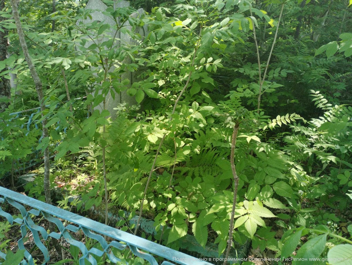 331c2864-3f98-4389-9b0c-c80125d9c950 Печуркина Мария Ивановна