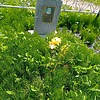 Соколов Юрий Николаевич