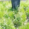 Шашлова Татьяна Михайловна