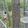 Хомакова Глафира Николаевна