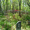 Левкова Татьяна Антоновна