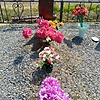 Безшейко Светлана Петровна
